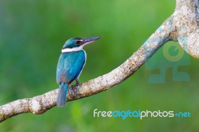 Collared Kingfisher Stock Photo