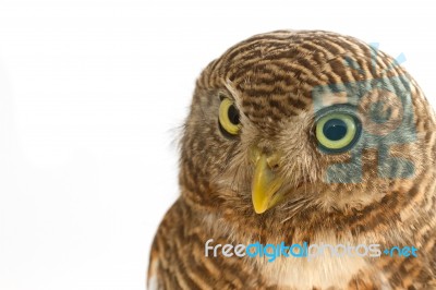 Collared Owlet Stock Photo