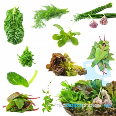 Collection Of Fresh Herbs Necessary On The Each Kitchen Stock Photo