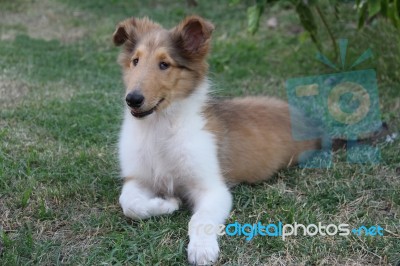 Collie Puppy Playing On The Green Grass Stock Photo