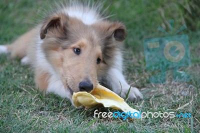 Collie Puppy Playing On The Green Grass Stock Photo