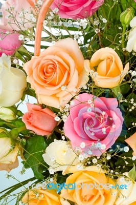 Colored Roses In Basket Stock Photo