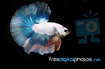 Colorful Betta(siam Fighting Fish) Isolated On Black Background Stock Photo
