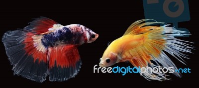 Colorful Betta(siam Fighting Fish) Isolated On Black Background Stock Photo
