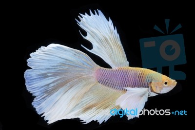 Colorful Betta(siam Fighting Fish) Isolated On Black Background Stock Photo