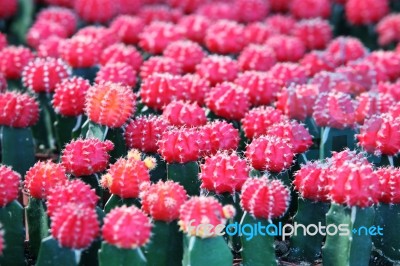 Colorful Cactus Stock Photo
