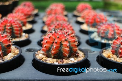 Colorful  Cactus In Pots Stock Photo
