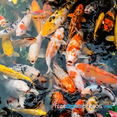 Colorful Carp Fish Stock Photo