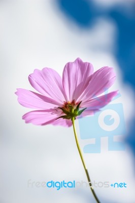Colorful Cosmos Flower Blooming In The Field Stock Photo