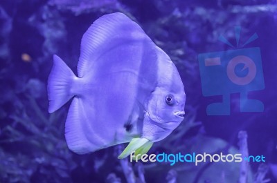 Colorful Fish In The Sea Background The Coral , Thailand Stock Photo