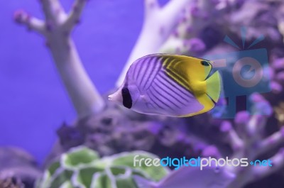 Colorful Fish In The Sea Background The Coral , Thailand Stock Photo