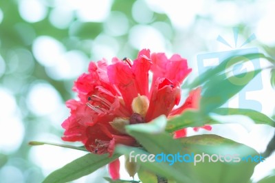 Colorful Flower Rhododendron Arboreum In Spring Time For Backgro… Stock Photo