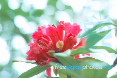 Colorful Flower Rhododendron Arboreum In Spring Time For Backgro… Stock Photo