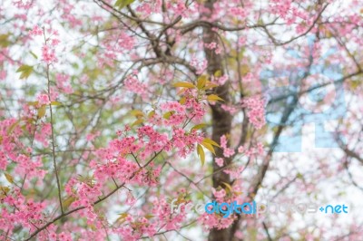 Colorful Flower Wild Himalayan Cherry   In Spring Time For Backg… Stock Photo