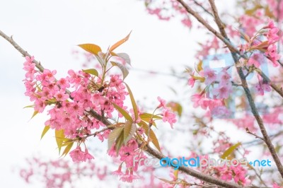 Colorful Flower Wild Himalayan Cherry   In Spring Time For Backg… Stock Photo