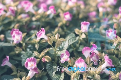 Colorful Flowers For Background Stock Photo