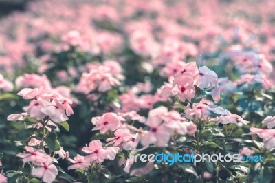 Colorful Flowers For Background Stock Photo