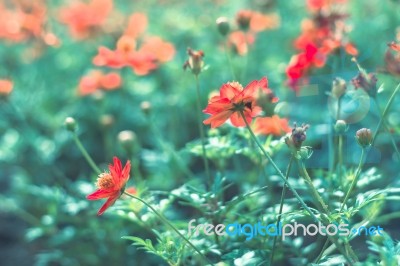 Colorful Flowers For Background Stock Photo
