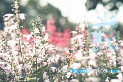 Colorful Flowers For Background Stock Photo