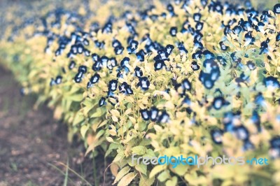 Colorful Flowers For Background Stock Photo