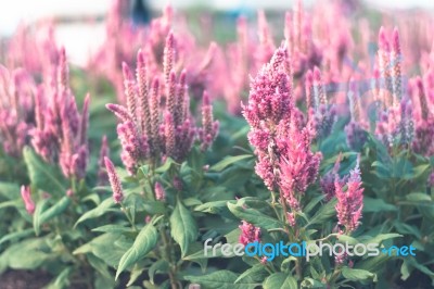 Colorful Flowers For Background Stock Photo