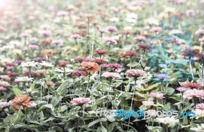 Colorful Flowers For Background Tone Winter Stock Photo