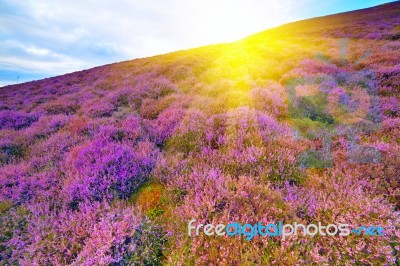 Colorful Hill Slope Covered By Violet Heather Flowers Stock Photo