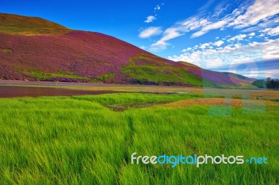 Colorful Landscape Scenery Of Pentland Hills Slope Covered By Vi… Stock Photo