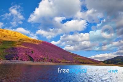 Colorful Landscape Scenery Of Pentland Hills Slope Covered By Vi… Stock Photo