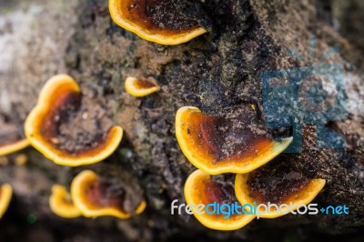 Colorful Mushroom Stock Photo