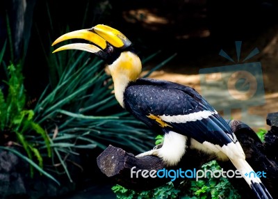 Colorful Of Horn Bill Bird Stock Photo