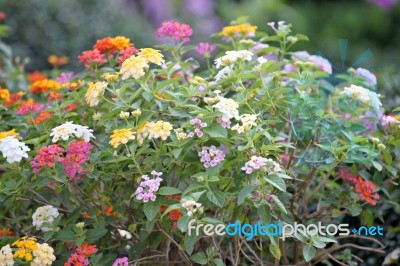 Colorful Of Lantana Flowers Stock Photo