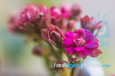 Colorful Small Flowers Of Kalanchoe Blossfeldiana Stock Photo