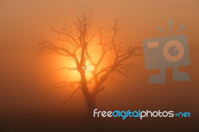 Colorful Sunset In African Savanna Stock Photo