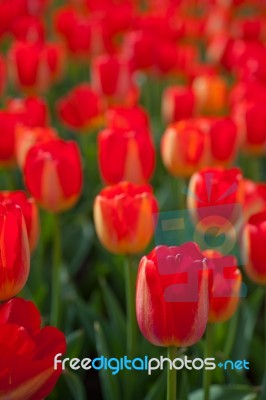 Colorful Tulips Field Stock Photo