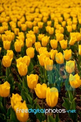 Colorful Tulips Field Stock Photo