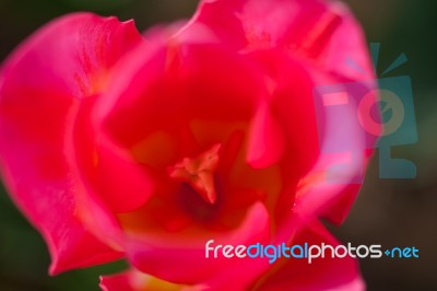 Colorful Tulips Field Stock Photo