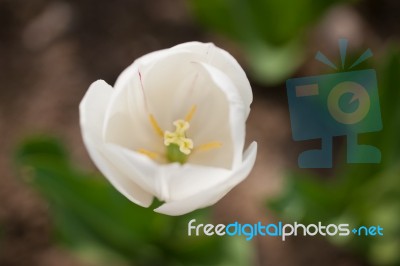 Colorful Tulips Field Stock Photo