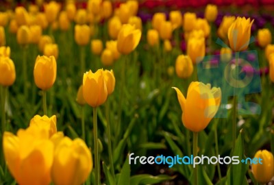 Colorful Tulips Field Stock Photo