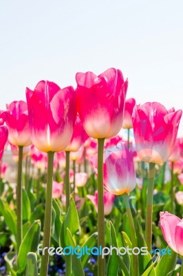 Colorful Tulips, Tulips In Spring Stock Photo