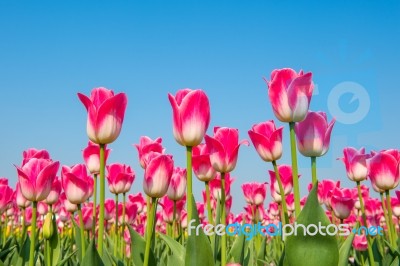 Colorful Tulips, Tulips In Spring Stock Photo