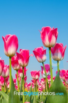 Colorful Tulips, Tulips In Spring Stock Photo