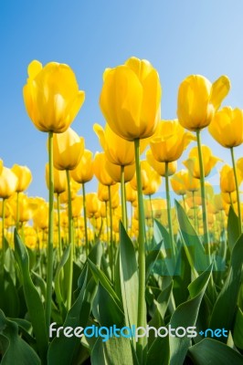 Colorful Tulips, Tulips In Spring Stock Photo