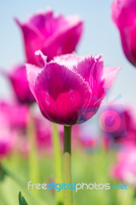 Colorful Tulips, Tulips In Spring Stock Photo