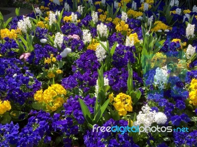 Colourful Bed Of Flowers In East Grinstead Stock Photo