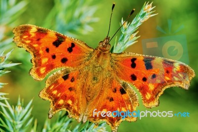 Comma Butterfly (polygonia C-album) Basking In The Sun Stock Photo