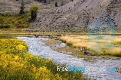 Common Bulrush (typha Latifolia) Along The Yellowstone River Stock Photo Common Bulrush (typha Latifolia) Along The Yellowstone River Stock Photo