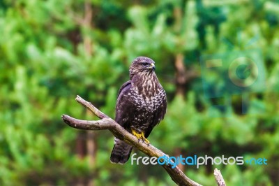 Common Buzzard (buteo Buteo) In A Forest Stock Photo