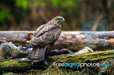 Common Buzzard (buteo Buteo) In A Forest Stock Photo