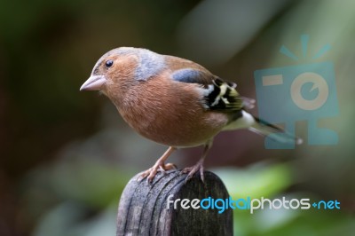 Common Chaffinch Close-up Stock Photo